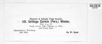 Anthracoidea caricis image